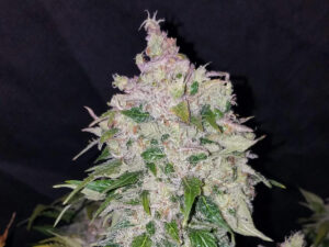 Stardawg Auto THC fino a 22%
