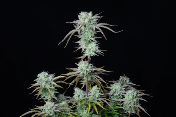 Strawberry Banana Auto THC fino a 27%  - immagine 3