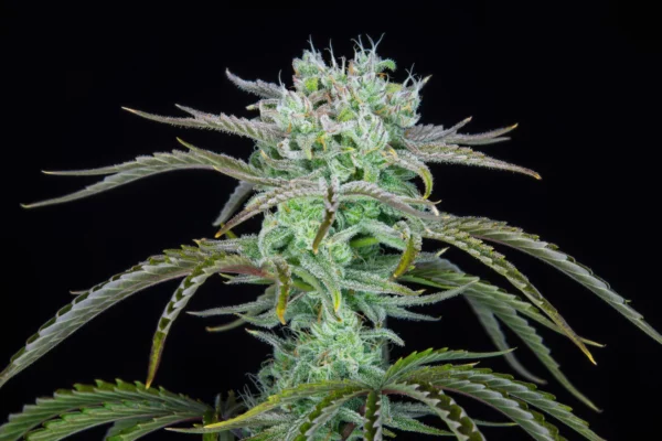 Strawberry Banana Auto THC fino a 27%  - immagine 2