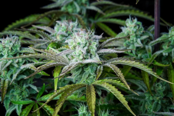 Strawberry Banana Auto THC fino a 27% 