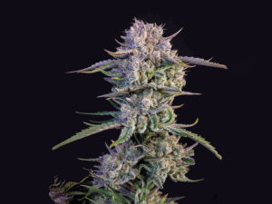 Strawberry Gorilla Auto THC Fino a 28.4%