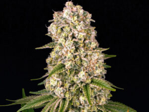 TROPICANNA BANANA STRAIN THC da 22 a 25% CBD 1% Femminizzate