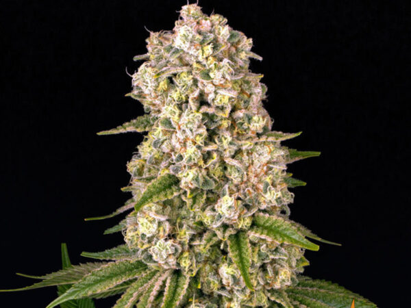TROPICANNA BANANA STRAIN THC da 22 a 25% CBD 1% Femminizzate