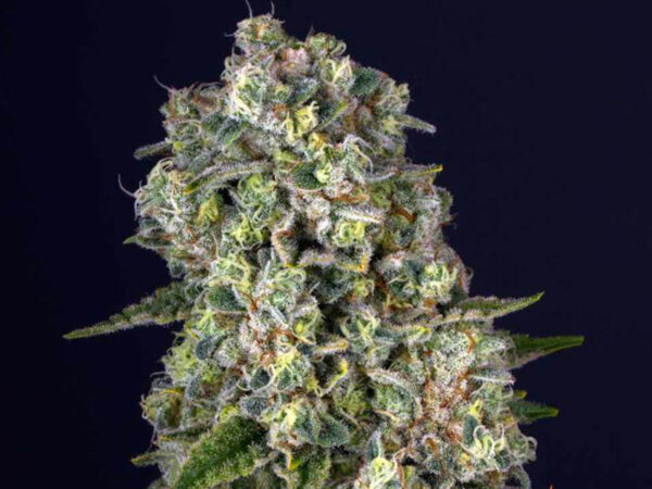 TROPICANNA BANANA STRAIN THC da 22 a 25% CBD 1% Femminizzate - immagine 2