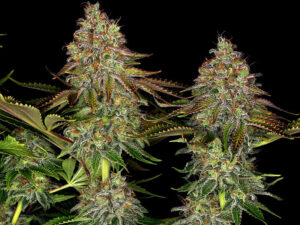 TANGERINE DREAM AUTO STRAIN THC 22% CBD 1% Autofiorenti