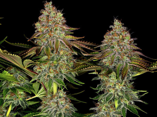 TANGERINE DREAM AUTO STRAIN THC 22% CBD 1% Autofiorenti