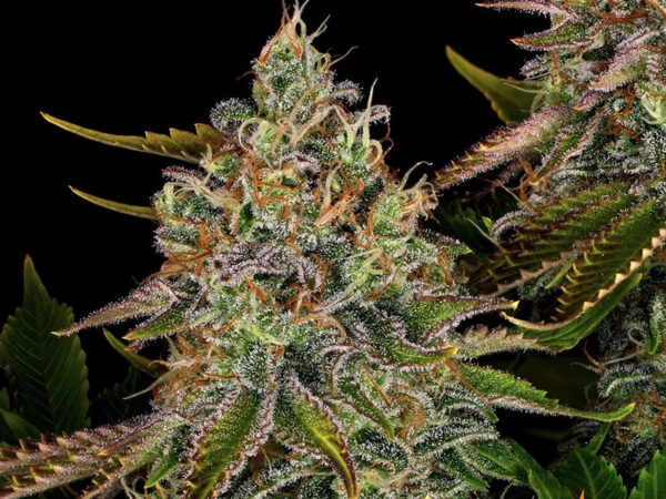 TANGERINE DREAM AUTO STRAIN THC 22% CBD 1% Autofiorenti - immagine 2