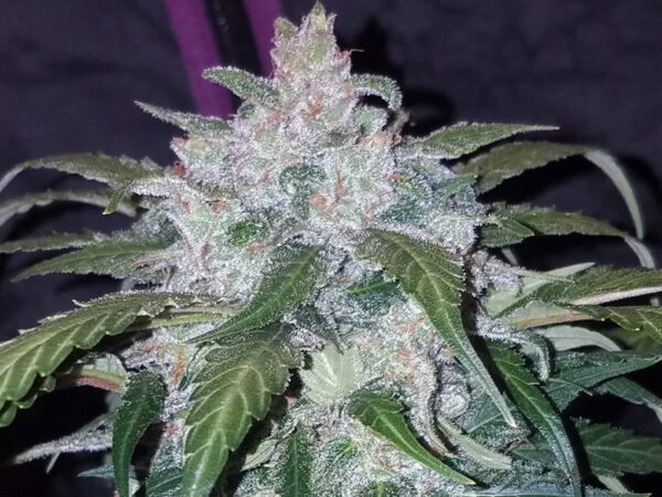 Tangie Auto THC fino a 23% - immagine 2