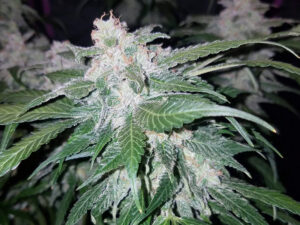 Tangie Auto THC fino a 23%
