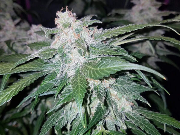 Tangie Auto THC fino a 23%