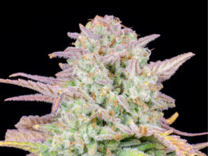 Trainwreck Auto THC fino a 22%