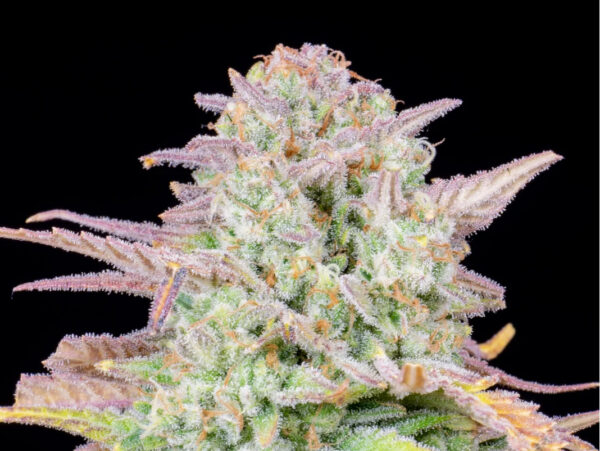 Trainwreck Auto THC fino a 22%