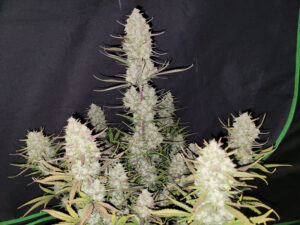 Tropicana Cookies Auto THC fino a 27%