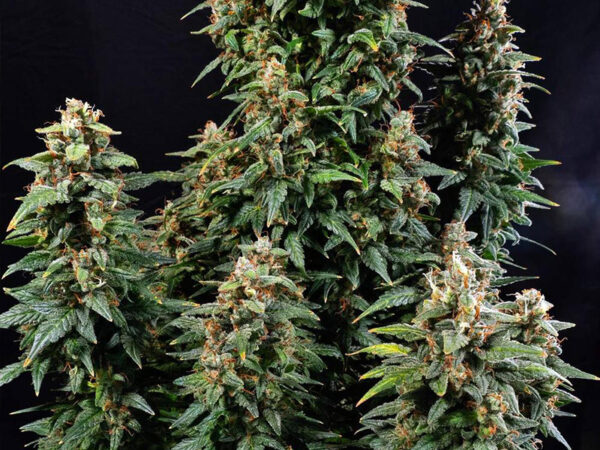 WATERMELON ZKITTLEZ AUTO STRAIN THC 26% CBD 0,9 Autofiorenti - immagine 2