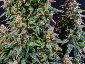 WATERMELON ZKITTLEZ AUTO STRAIN THC 26% CBD 0,9 Autofiorenti