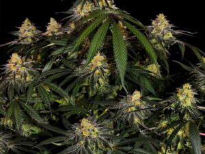 WATERMELON ZKITTLEZ STRAIN THC 26% CBD 1% Femminizzate