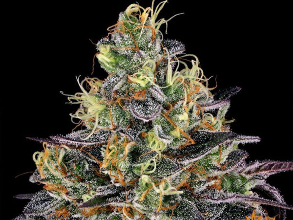 WATERMELON ZKITTLEZ STRAIN THC 26% CBD 1% Femminizzate - immagine 2