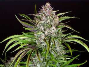 WEDDING CAKE AUTO STRAIN THC 25% CBD 2,4 Autofiorenti