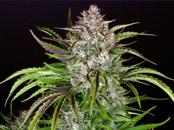 WEDDING CAKE AUTO STRAIN THC 25% CBD 2,4 Autofiorenti