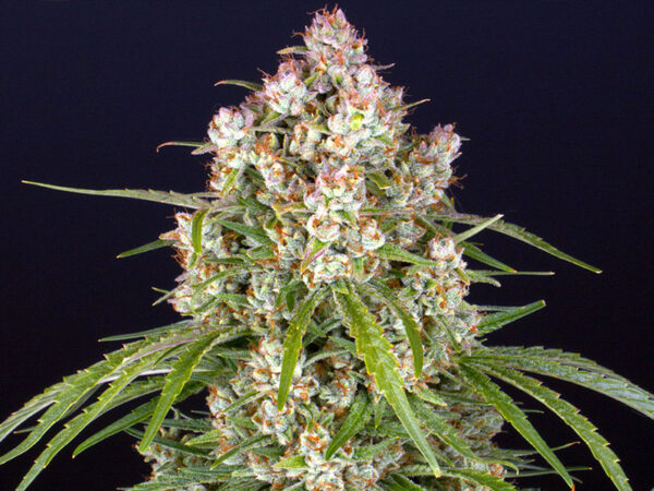 WEDDING CAKE AUTO STRAIN THC 25% CBD 2,4 Autofiorenti - immagine 2