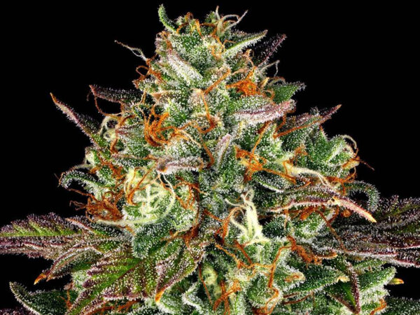 WEDDING CAKE STRAIN THC da 24 a 26% CBD 0,4 Femminizzate - immagine 2