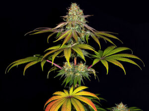 WEDDING CAKE STRAIN THC da 24 a 26% CBD 0,4 Femminizzate