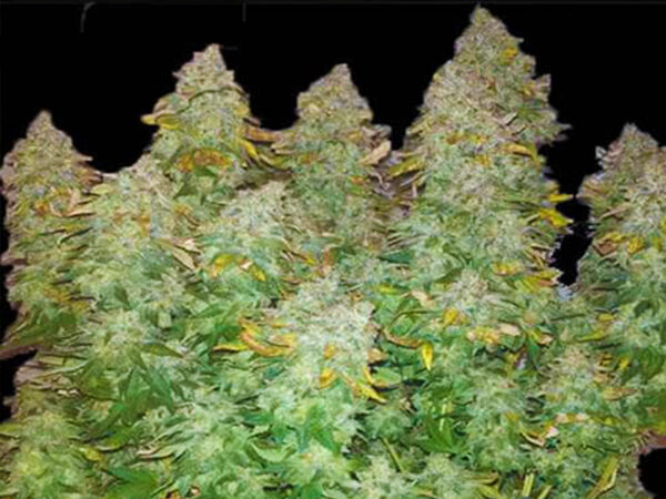 WIDOW 3.0 THC 22 CBD 1,10% Femminizzate - immagine 2