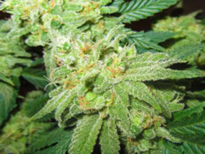 WIDOW 3.0 THC 22 CBD 1,10% Femminizzate