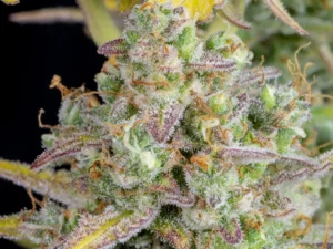 Wedding Cheesecake Auto THC Fino a 24%