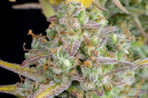 Wedding Cheesecake Auto THC Fino a 24%