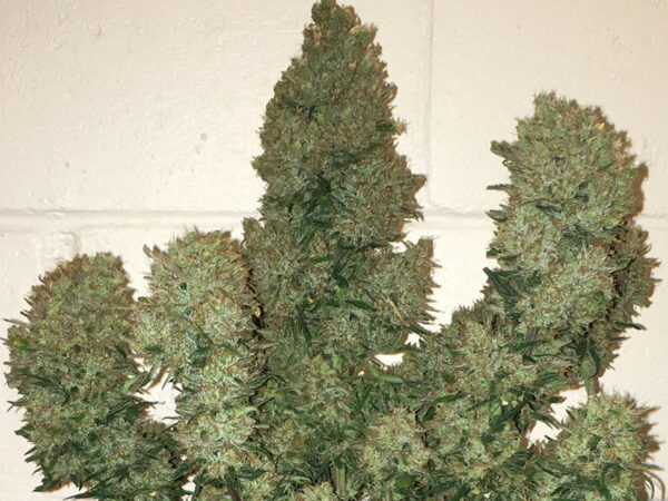 West Coast O.G. Auto THC fino a 21% - immagine 2