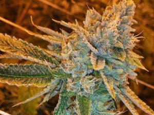 West Coast O.G. Auto THC fino a 21%