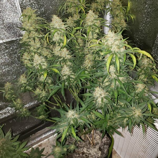 White Widow Auto THC fino a 20% - immagine 2