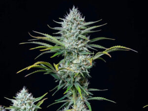 White Widow Auto THC fino a 20%