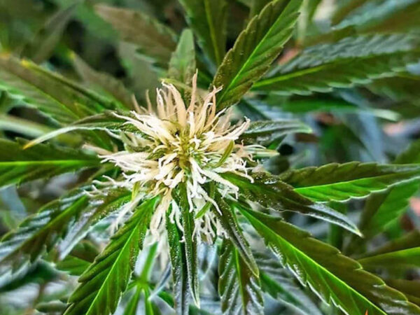 ZKITTLEZ OG AUTO STRAIN THC da 20 a 23% CBD 0,9 Autofiorenti - immagine 2