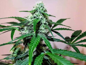 ZKITTLEZ OG AUTO STRAIN THC da 20 a 23% CBD 0,9 Autofiorenti