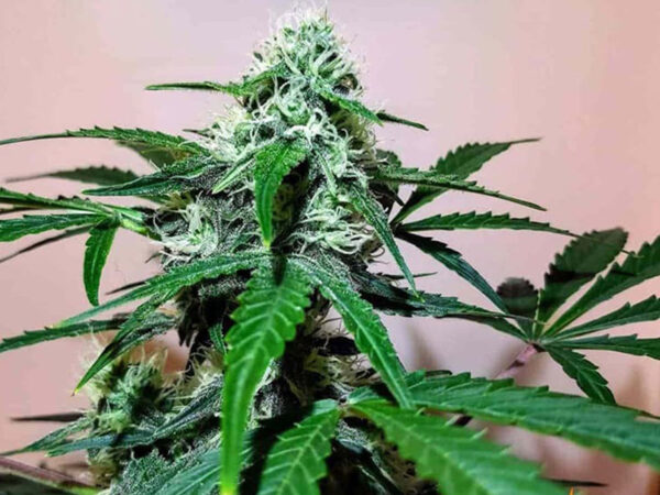 ZKITTLEZ OG AUTO STRAIN THC da 20 a 23% CBD 0,9 Autofiorenti