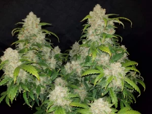 Zkittlez Auto THC fino a 23%