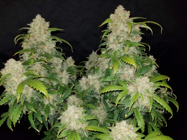 Zkittlez Auto THC fino a 23%