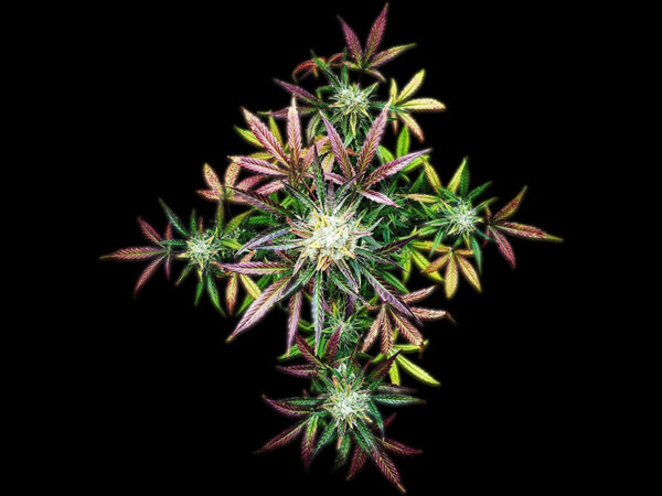 Ztrawberriez Auto THC fino a 25% - immagine 2