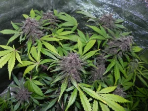 LSD-25 Auto THC fino a 21%