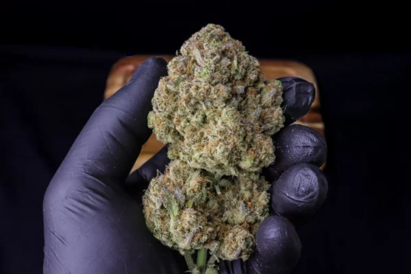 Strawberry Gorilla Auto THC Fino a 28.4% - immagine 4