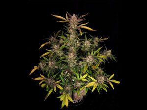 Ztrawberriez Auto THC fino a 25%