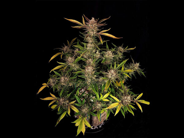 Ztrawberriez Auto THC fino a 25%
