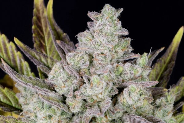 Gorilla Cookies Auto THC fino a 28.5% - immagine 3