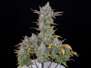 Gorilla Cookies Auto THC fino a 28.5%