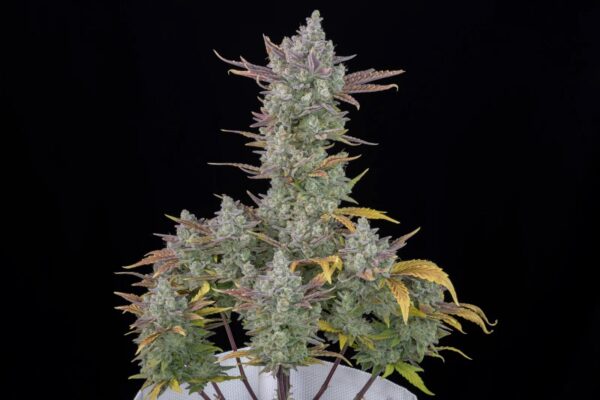 Gorilla Cookies Auto THC fino a 28.5%