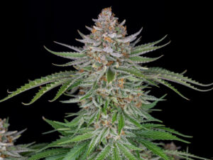 Strawberry Pie Auto THC fino a 26%