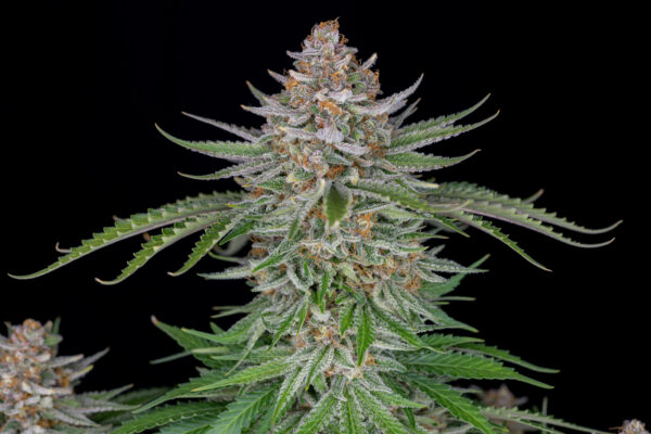 Strawberry Pie Auto THC fino a 26%