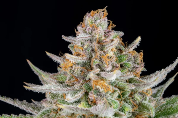 Strawberry Pie Auto THC fino a 26% - immagine 2